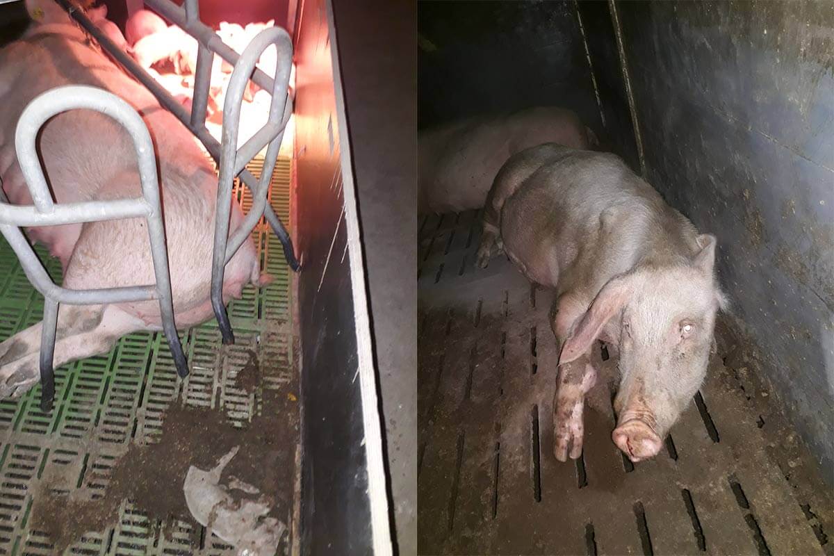 Schwein im Kastenstand und auf Spaltenboeden