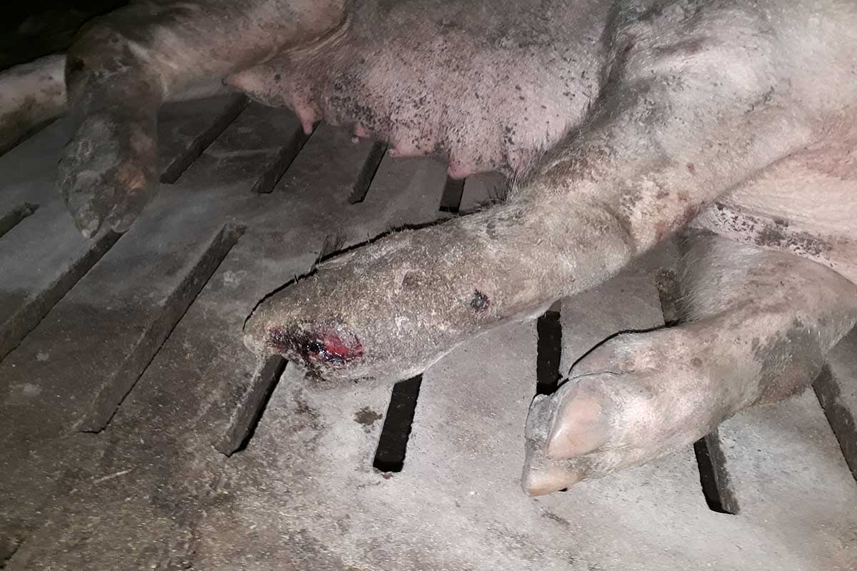 Schwein mit verletztem Fuss liegt auf Spaltenboden