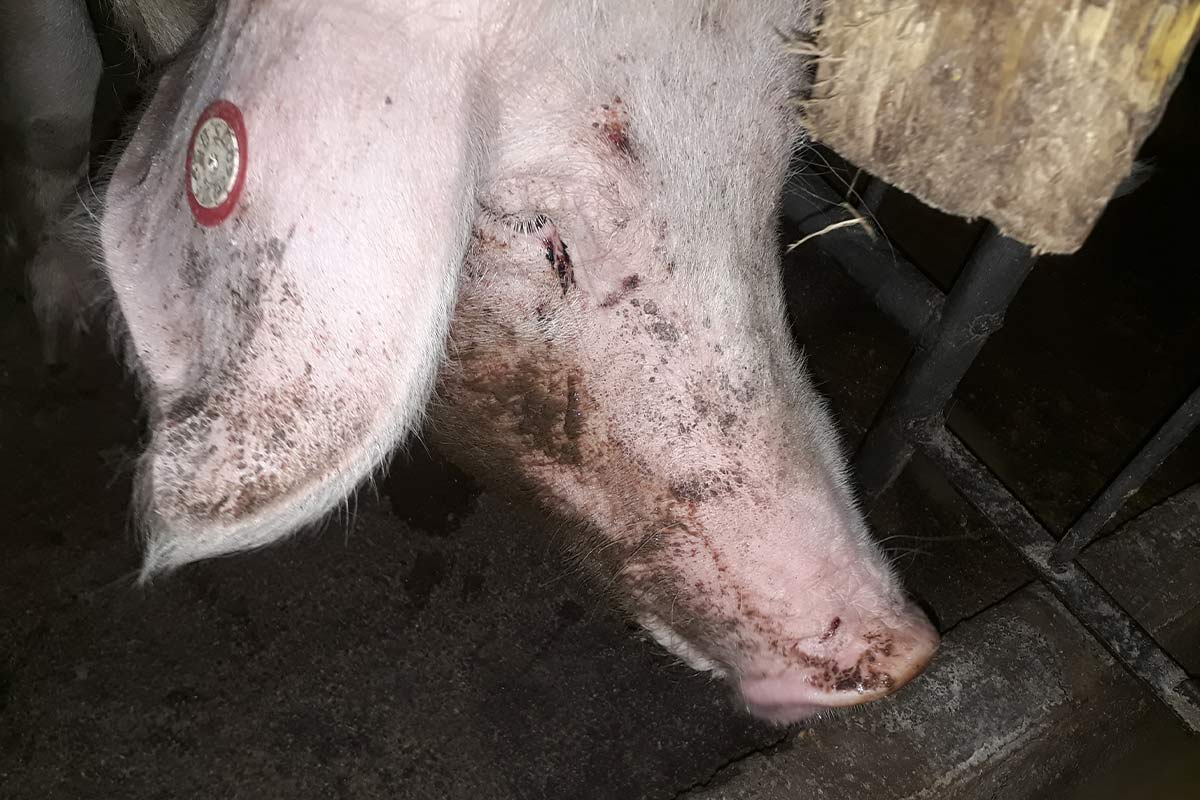 Schwein mit Dreck und Verletzungen im Gesicht