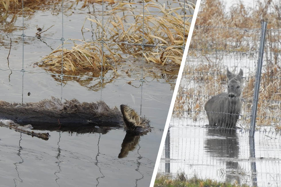 Schutzzaun: Mehrere Rehe im Nationalpark Unteres Odertal ertrunken
