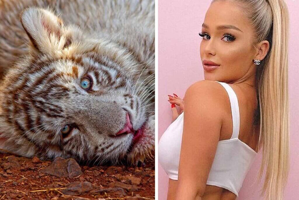 collage emmy russ und tiger baby