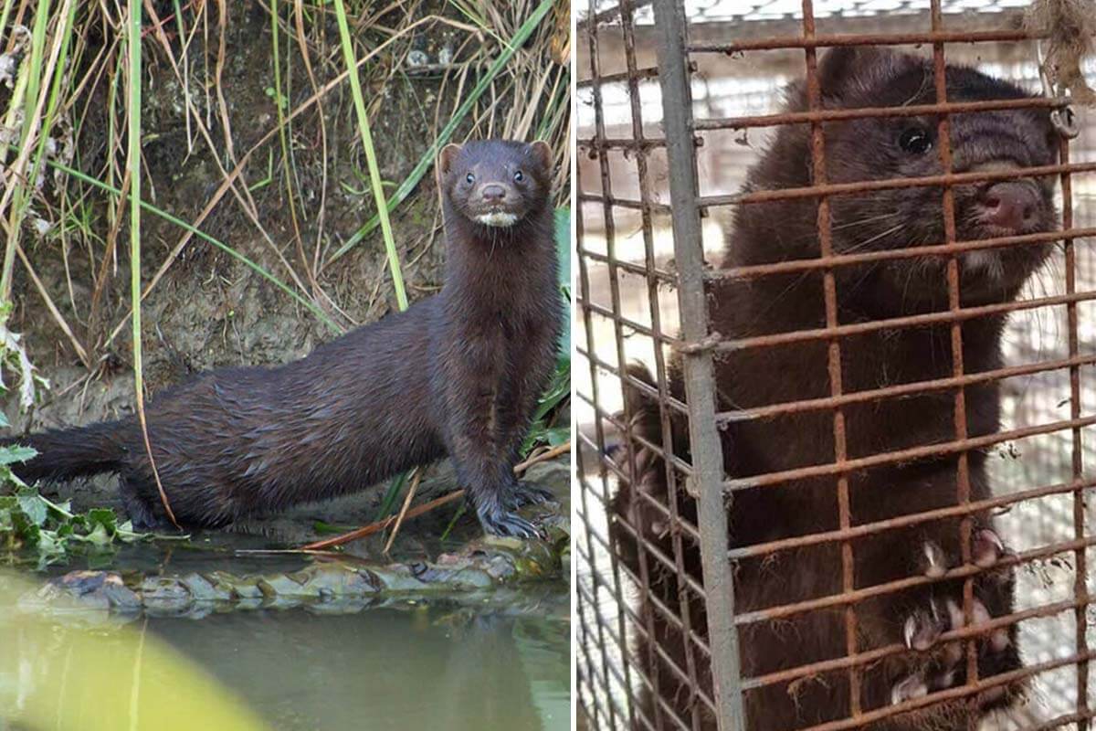 Erfolg für die Tiere: Das Ende von Pelzfarmen in Italien