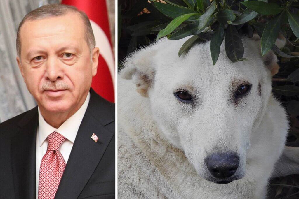 Collage Erdogan und Strassenhund