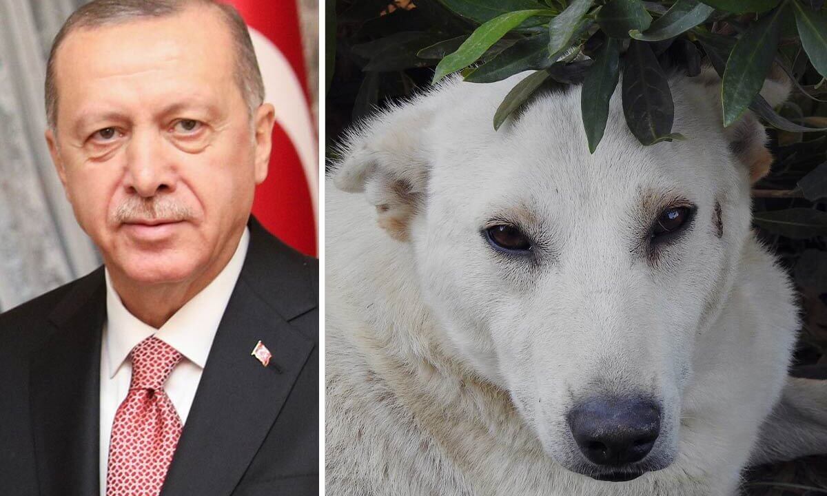 Collage Erdogan und Strassenhund