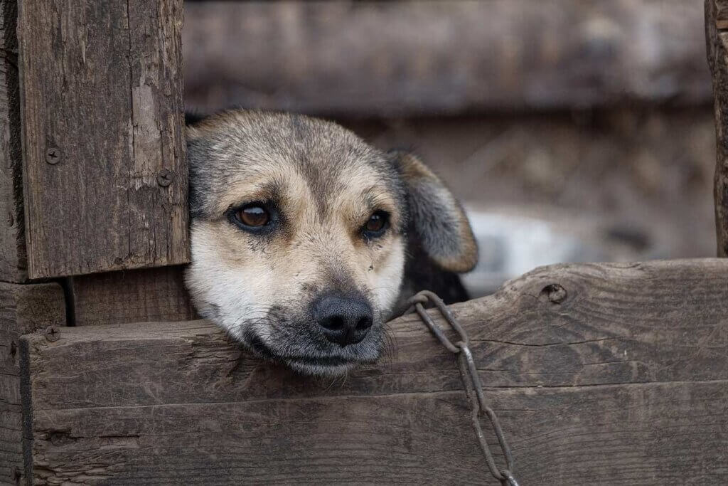 Hund an der Kette schaut ueber einen Holzbalken