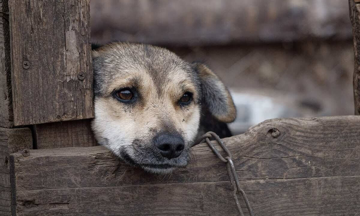 Hund an der Kette schaut ueber einen Holzbalken