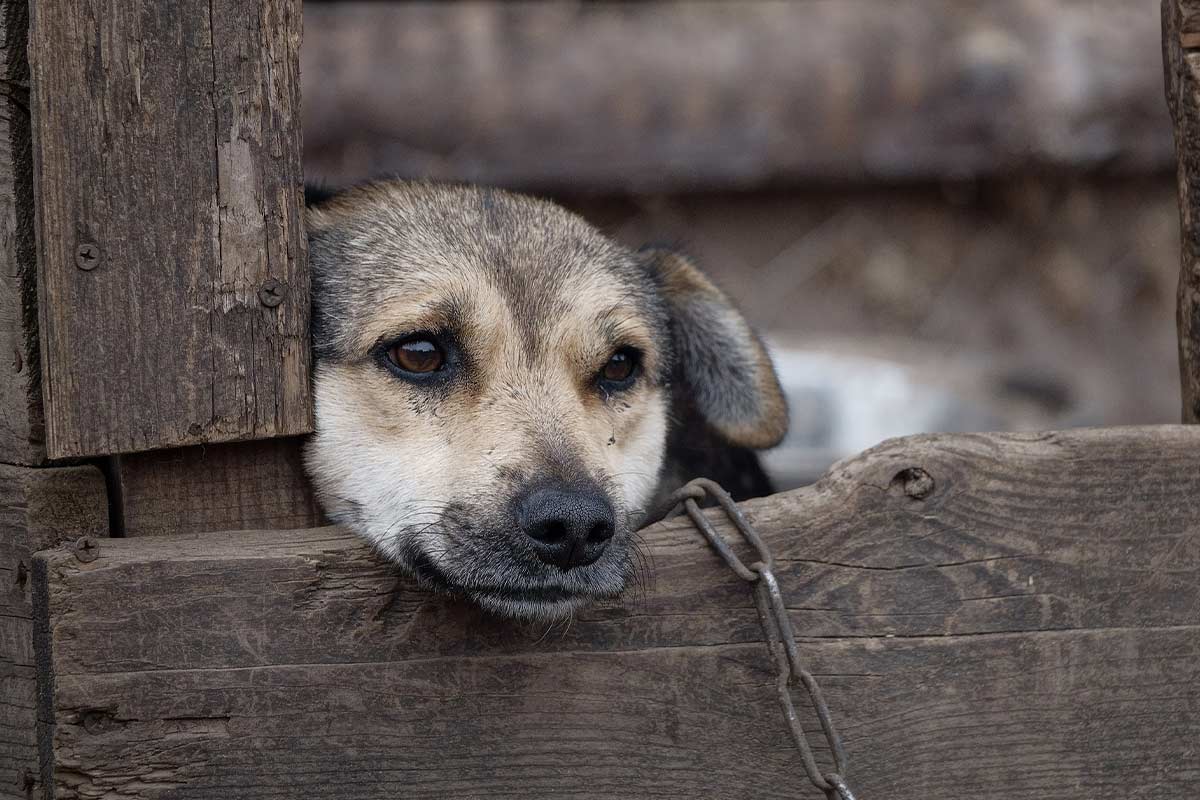 Tierschutzhunde­verordnung: Das ändert sich ab Januar 2022