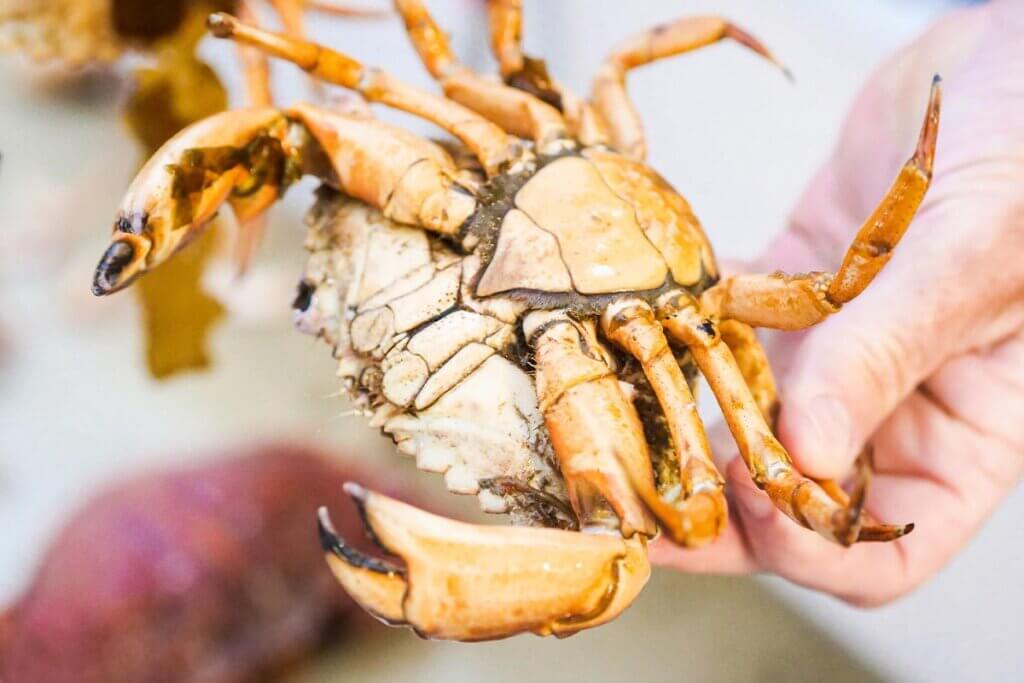 A person holding a crab in his hand