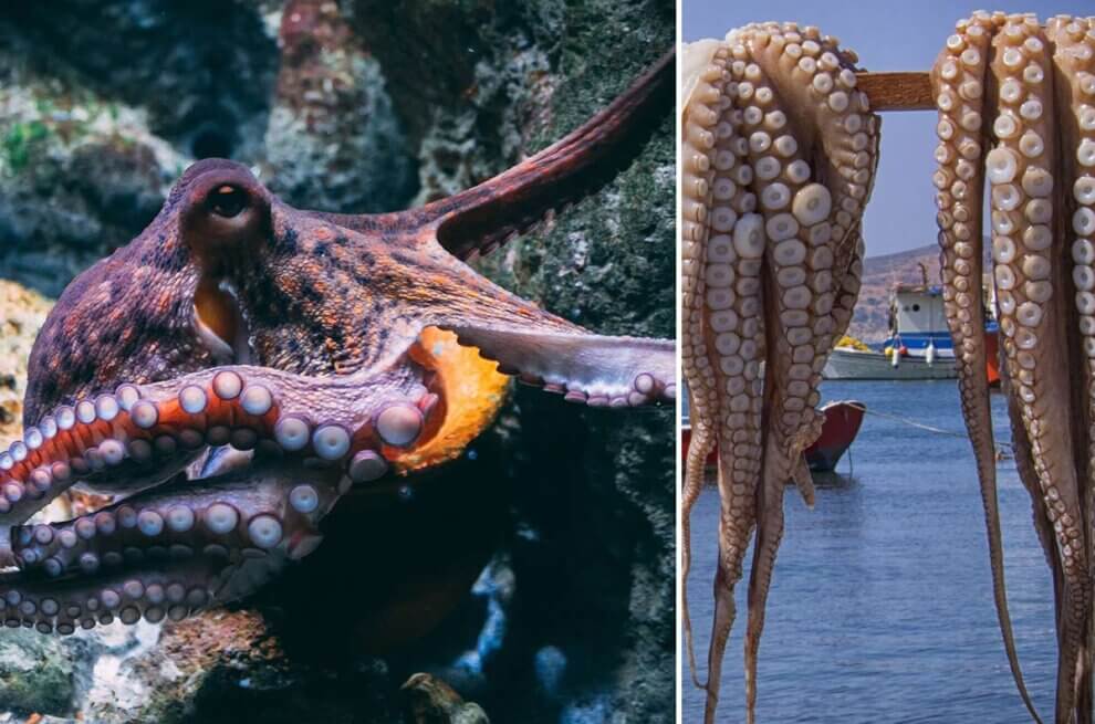 Collage Kraken im Meer und tot aufgehaengt