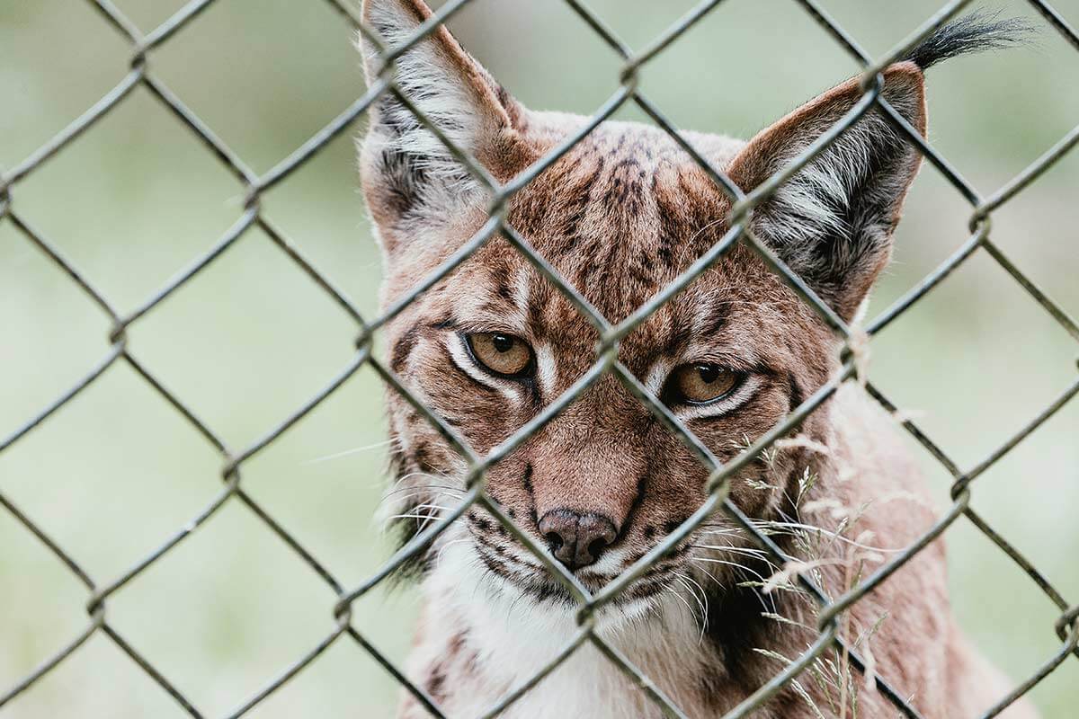 Wildkatze als Haustier: Infos zur Haltung von Luchs, Puma & Co.