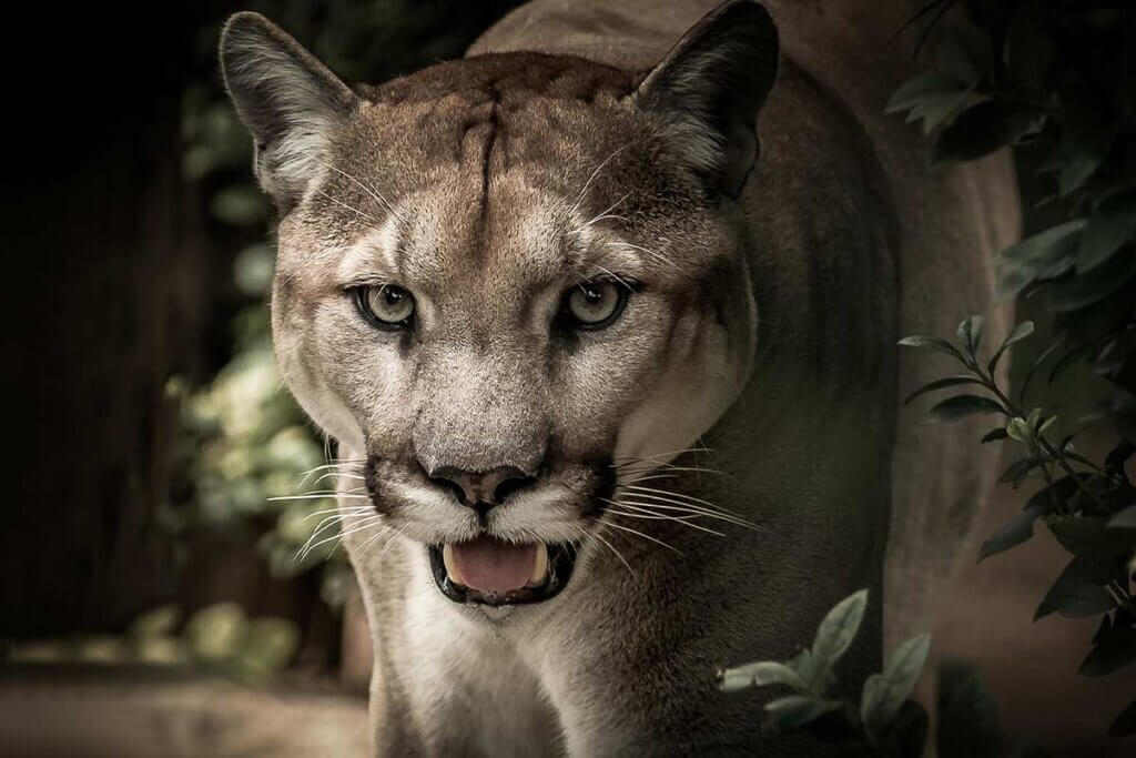 Puma in der Wildnis