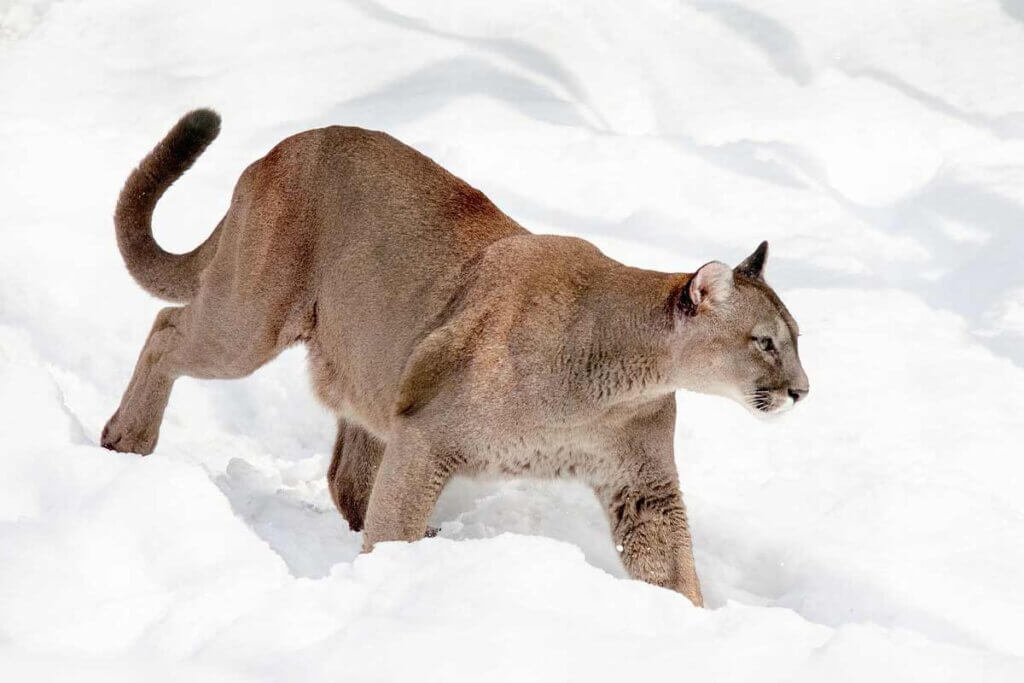 Puma laeuft im Schnee