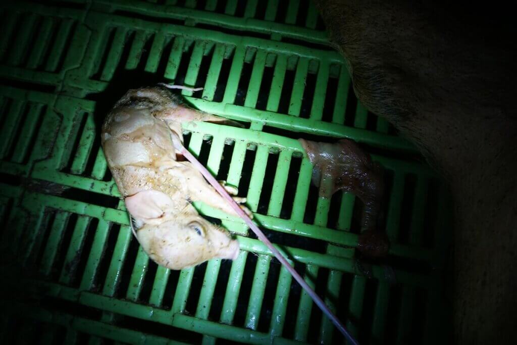 Ferkel an der Nabelschnur liegt auf Spaltenboden