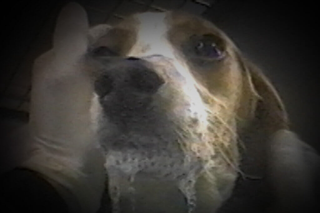 Beagle mit Schaum vorm Mund