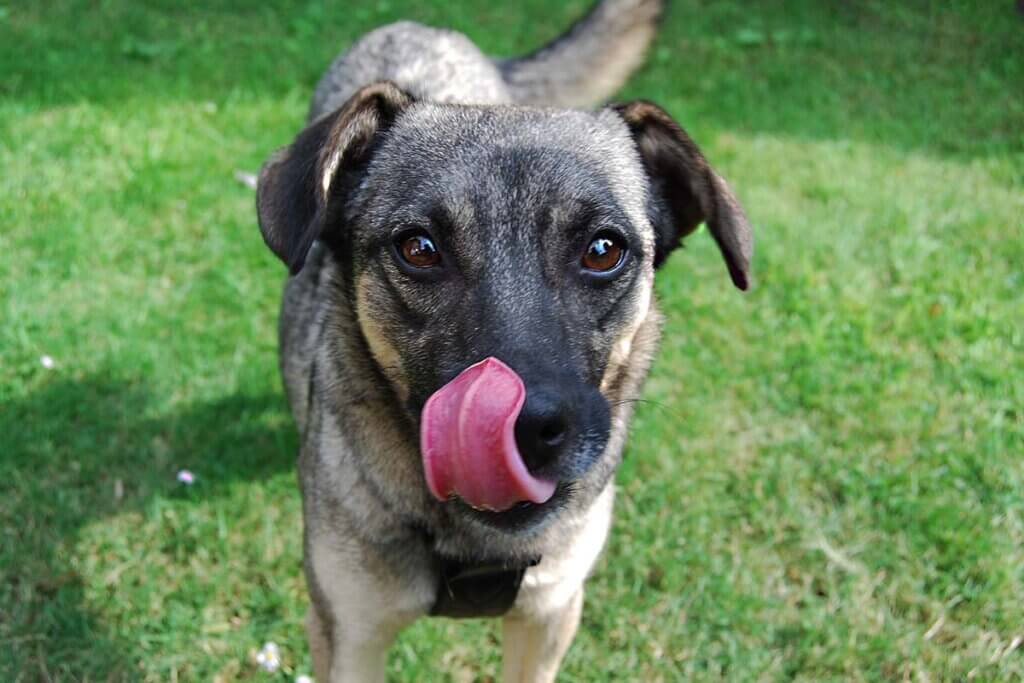 Ihr Hund frisst Gras? Alle Grnde und mgliche Risiken | PETA