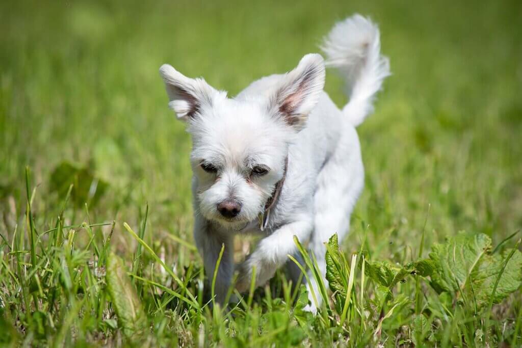 hund frisst gras