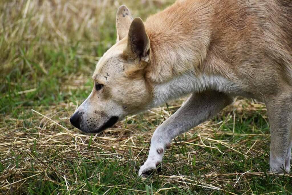 hund schnüffelt im gras