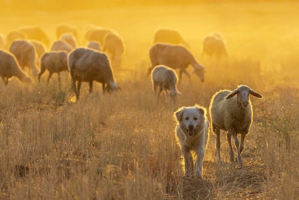 hund und schaf auf der weide