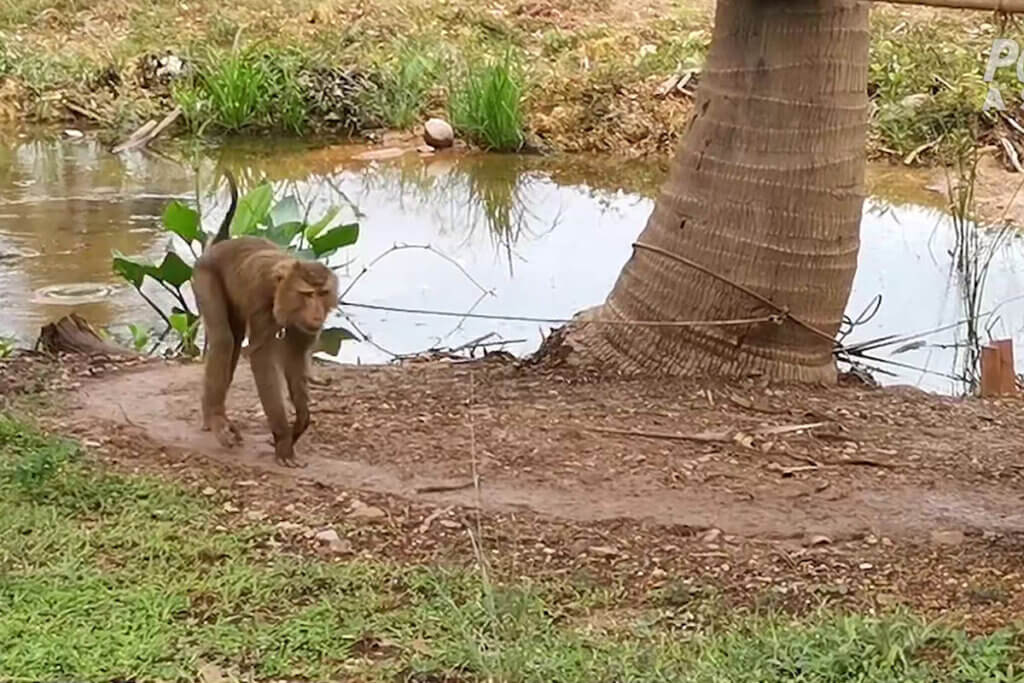 Affe am Baum angekettet