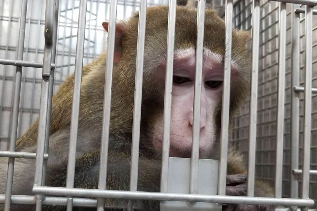 Affe sitzt im Kaefig im Tierversuchslabor