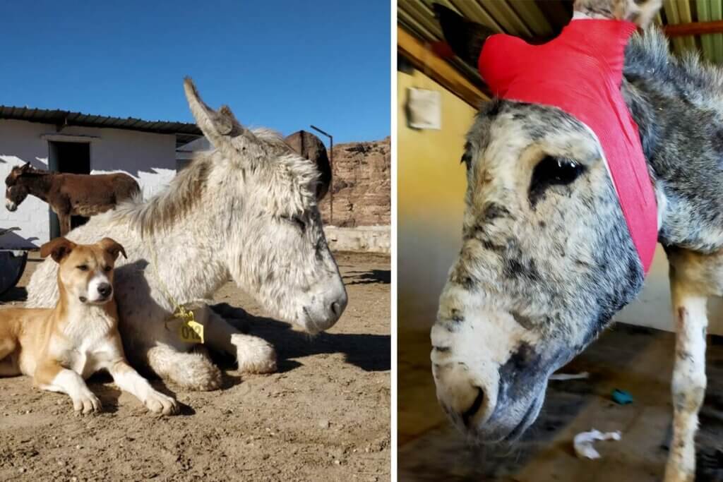 Esel in der PETRA Klinik in Jordanien