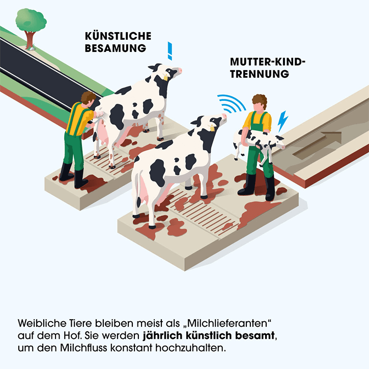Grafik. Leben einer Kuh in der Milchindustrie
