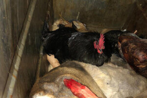 Hahn in Tierkoerperbeseitigung