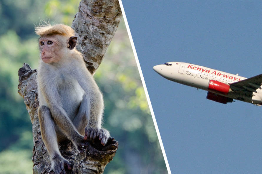 Erfolg: Kenya Airways beendet nach Unfall Affentransporte