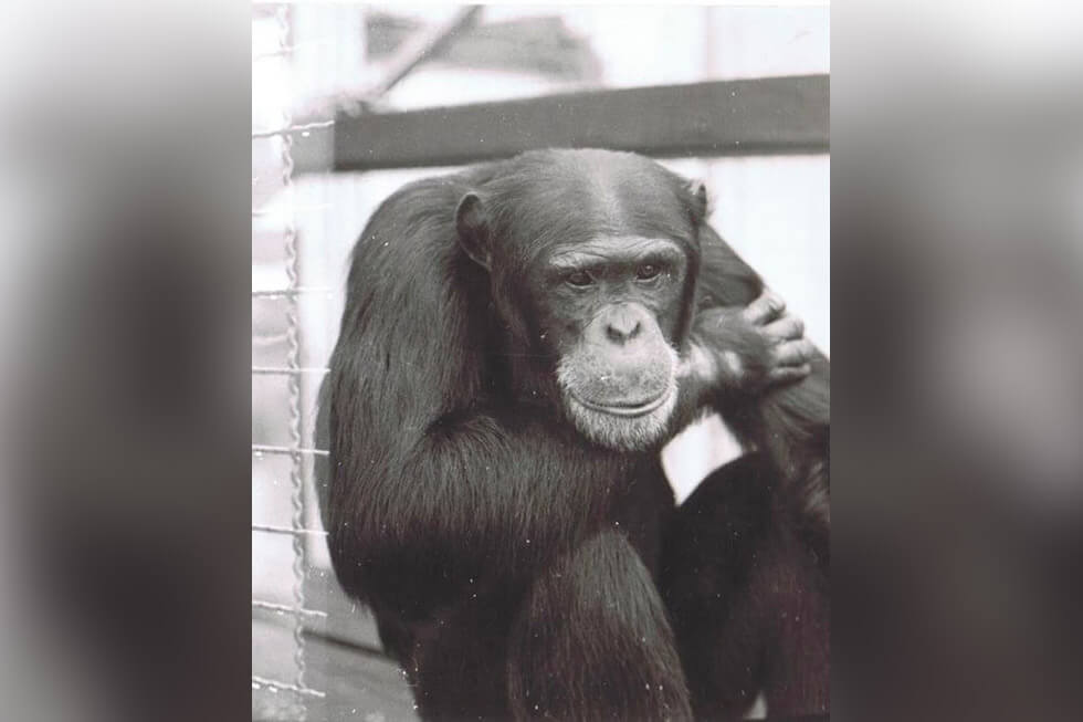 Nach über 50 Jahren Gefangenschaft: Schimpanse Jonny ist tot
