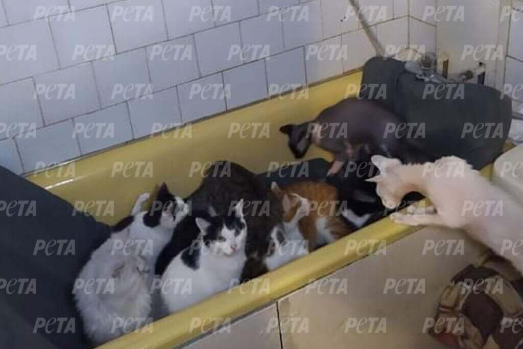 Katzen in einer Badewanne