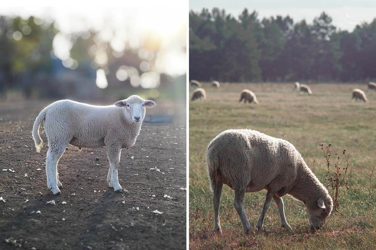 Schwänze abgetrennt: Schafe werden für Wolle verstümmelt