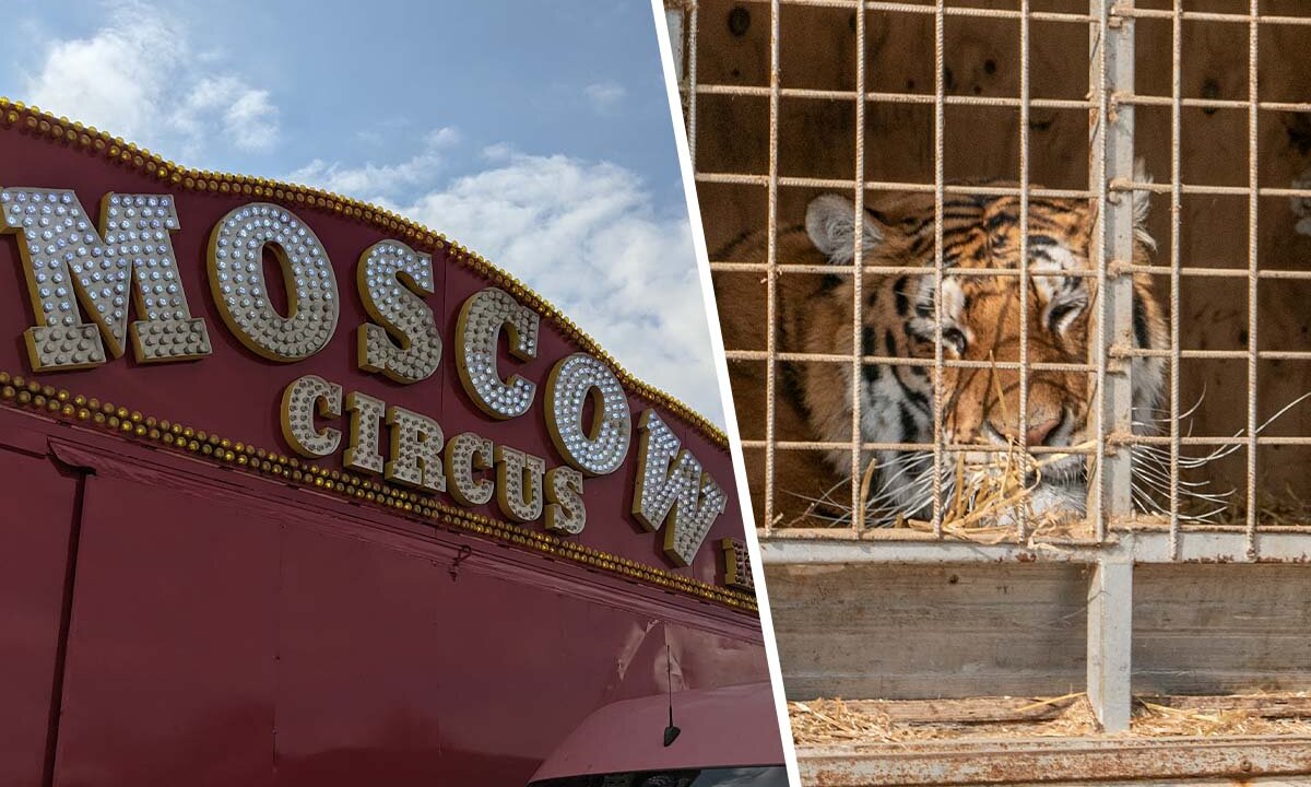 Collage. Links Wagen mit Logo vom Moskauer Zirkus. Rechts Tiger im Kaefig.