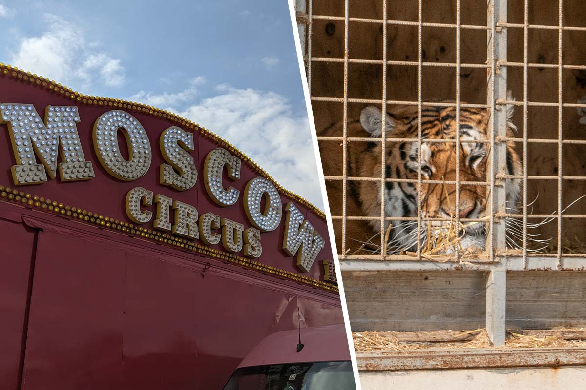 Moskauer Circus – Chronik der Tierschutzverstöße und weitere Vorfälle
