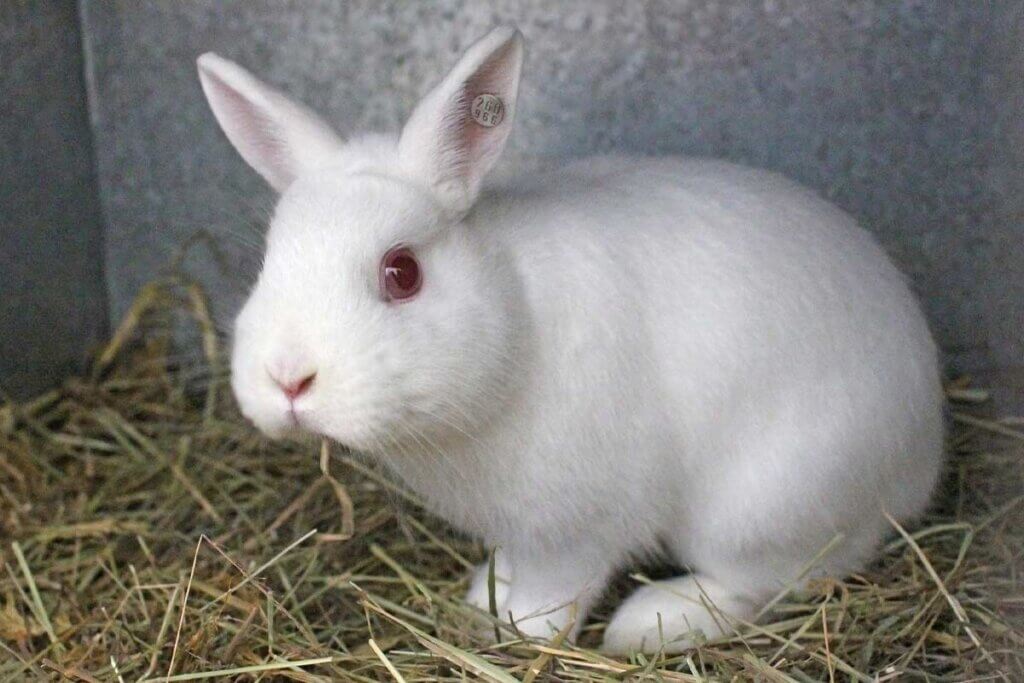 Albino Kaninchen