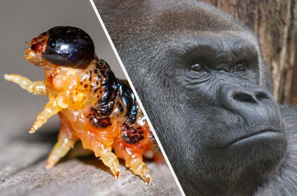Collage Wurm und Gorilla