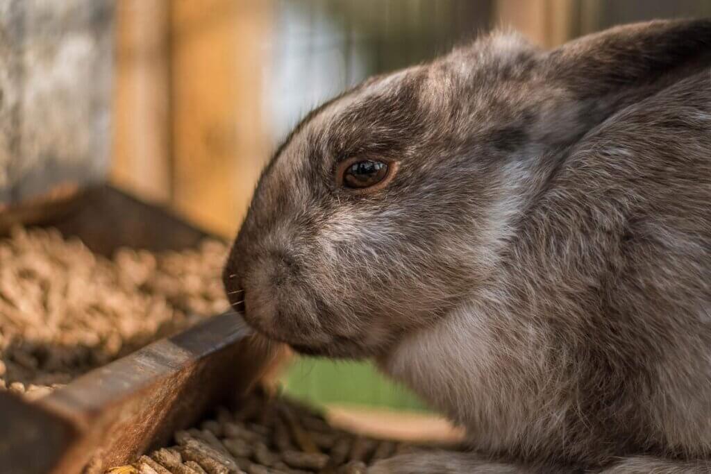 Kaninchen