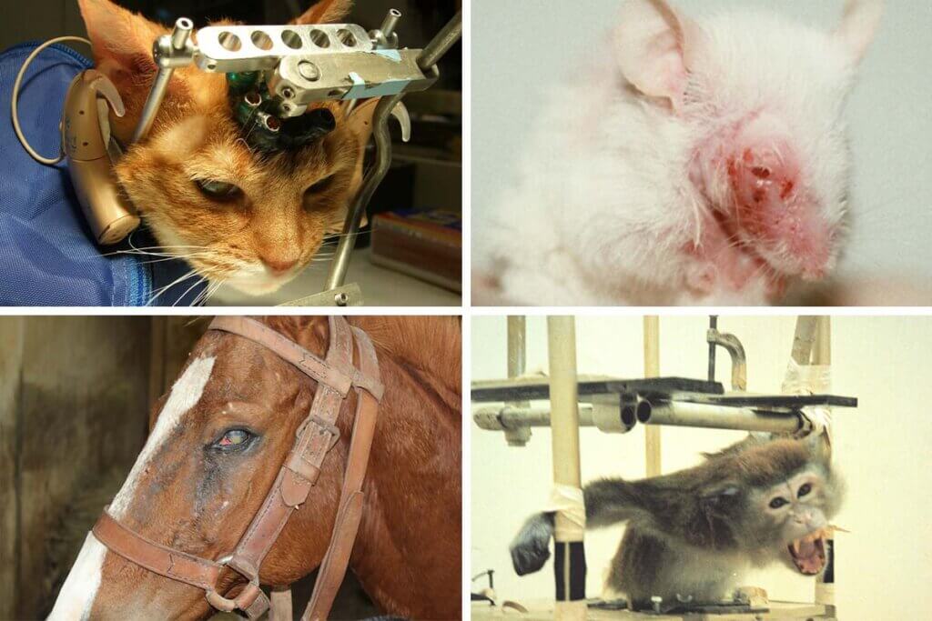 Collage. Katze, Pferd, Ratte und Affe im Tierversuch