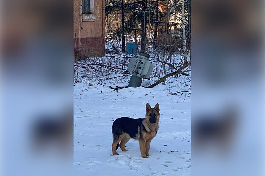 Hund im Schnee und im Hintergrund eine Rakete, die im Schnee steckt. Grenze Polen Ukraine