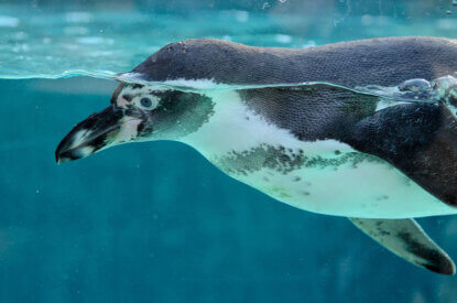 Pinguin treibt im Wasser