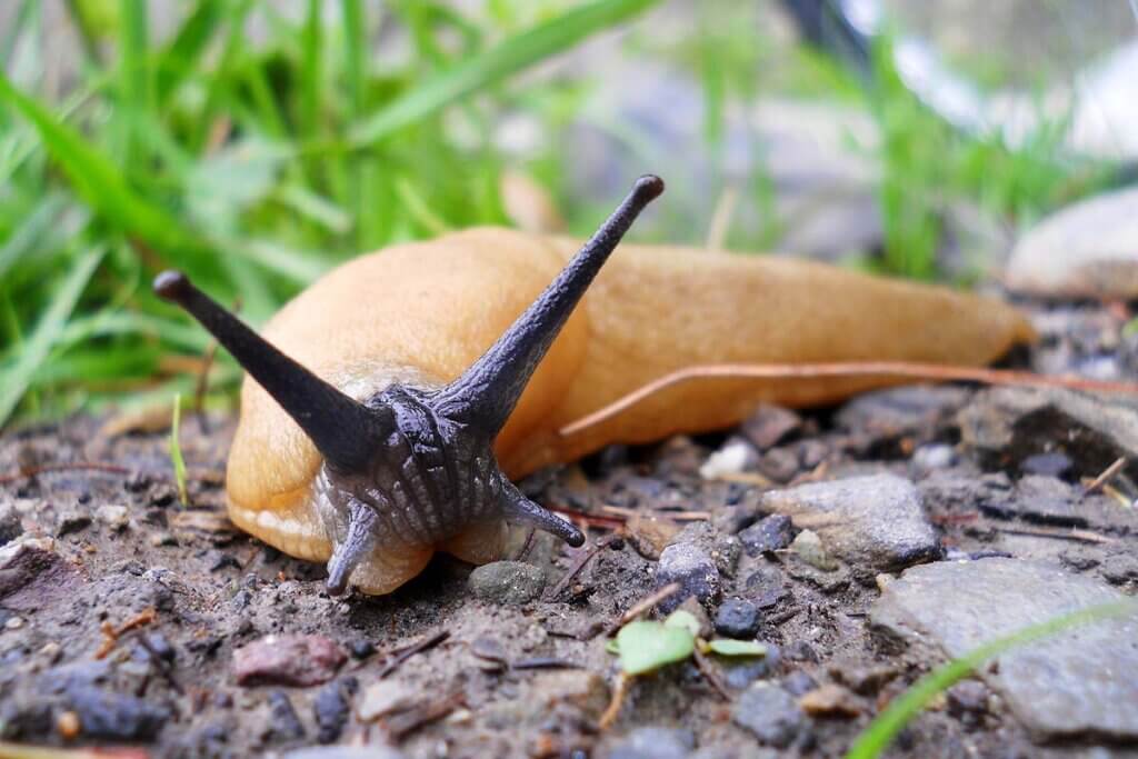 Nacktschnecke