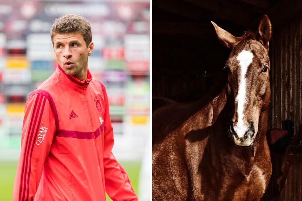 Collage. Thomas Mueller und Pferd