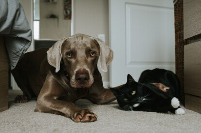 Hund und Katze liegen am Boden