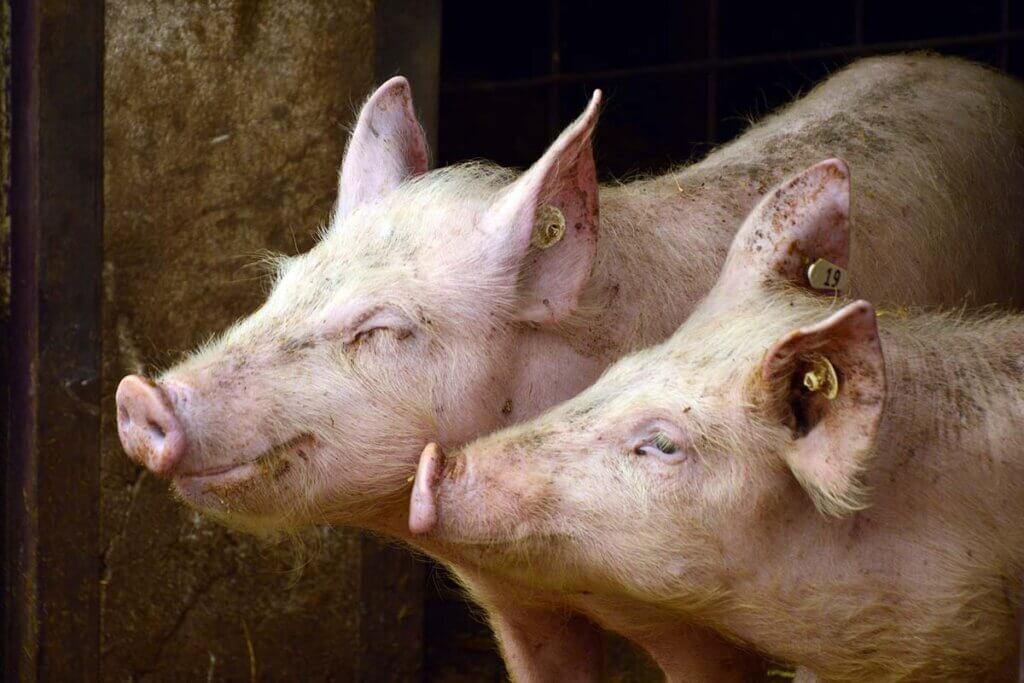 schweine haben die augen zu