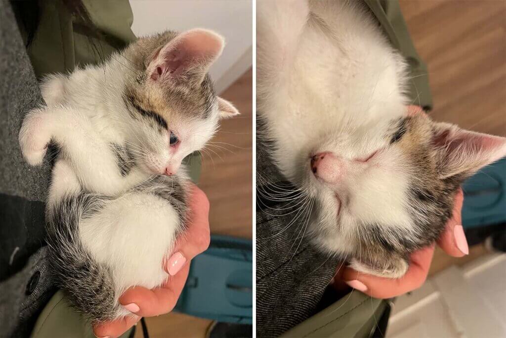 collage katze