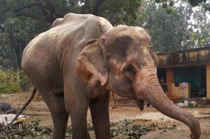 Abgemagerter Elefant Lakshmi