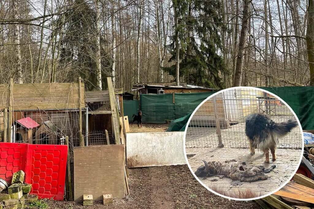 Hunde im Schrebergarten