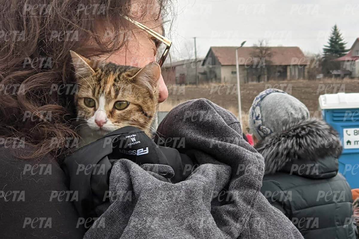 Frau haelt Katze im Arm
