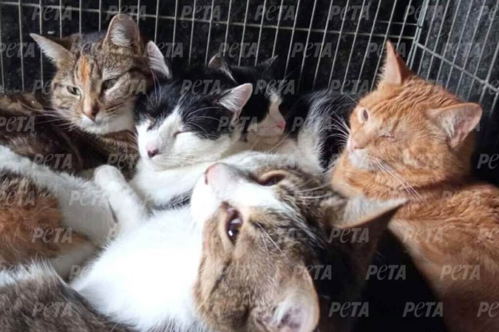 Katzen liegen eng aneinander