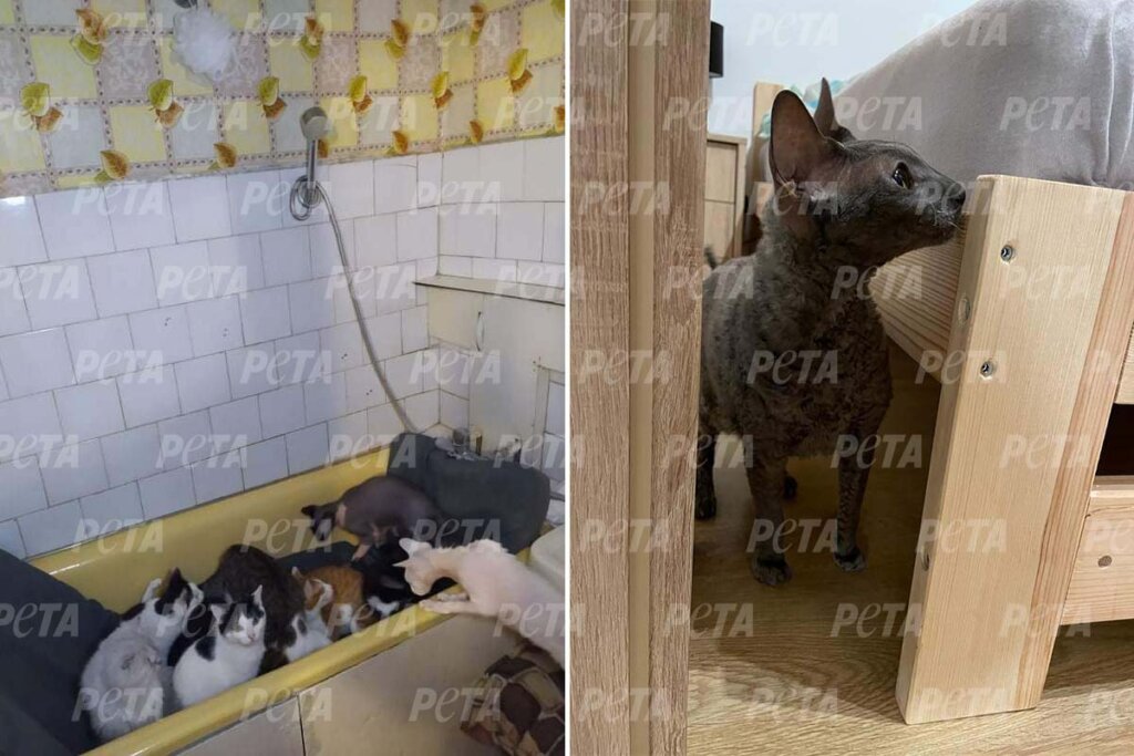 Katzen in einer Badewanne und hinter einem Bett