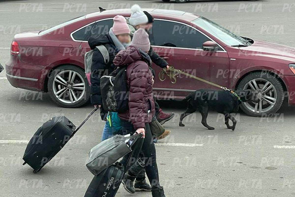 Ukraine: Einreise für „Haustiere“ in die EU größtenteils vereinfacht